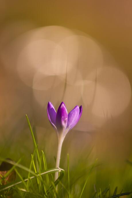 Crocus