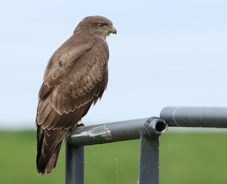 Buizerd