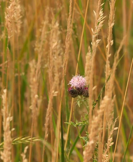 Akkerdistel.