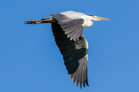 Reiger