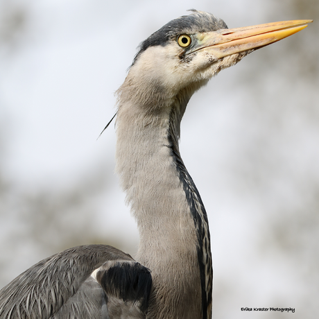 Reiger