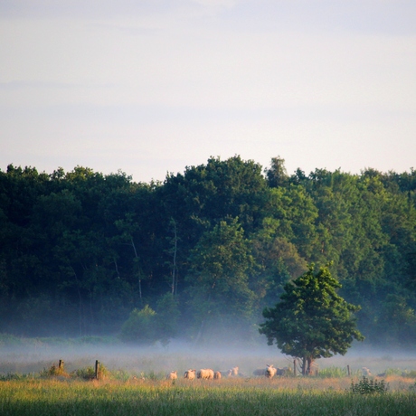 Brume matinale et moutons broutant.