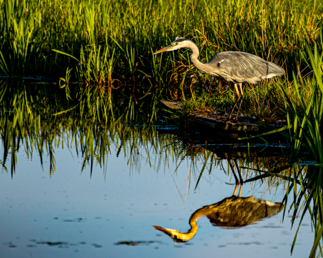 Reiger wacht op zijn prooi
