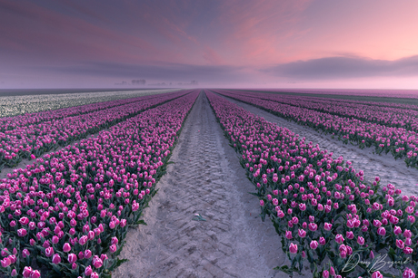 Mistige zonsopkomst tussen de tulpen