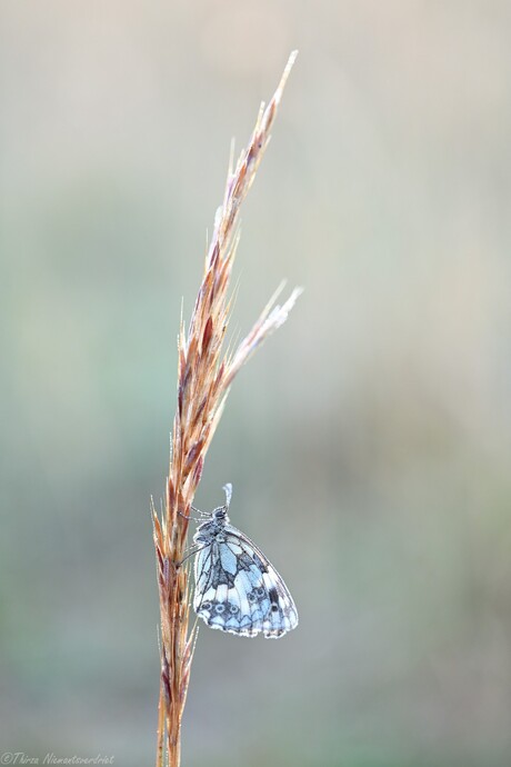 Marbled White