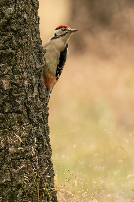 Grote Bonte Specht