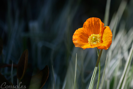 Papaver cambricum