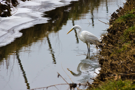 Zilverreiger in de kou