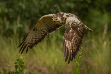 Blonde Buizerd