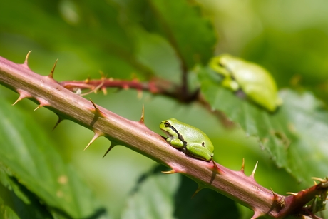 Groene duiveltjes (II)