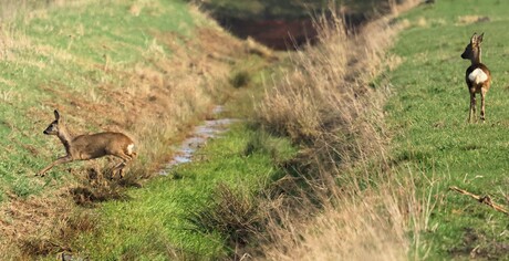 Zullen we het wagen........