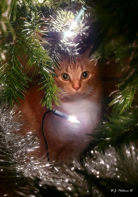 Kerstpoes. 
