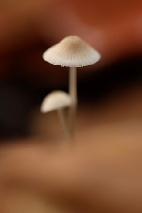 Mycena