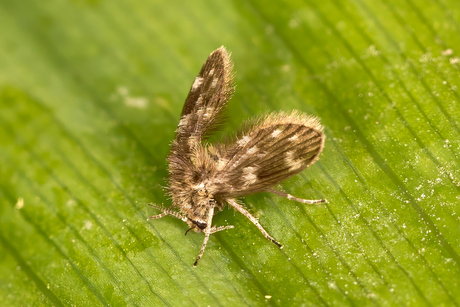 Wie het kleine niet eert....