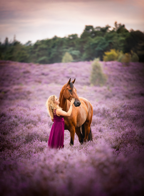 Heuvels gevuld met paarse heide