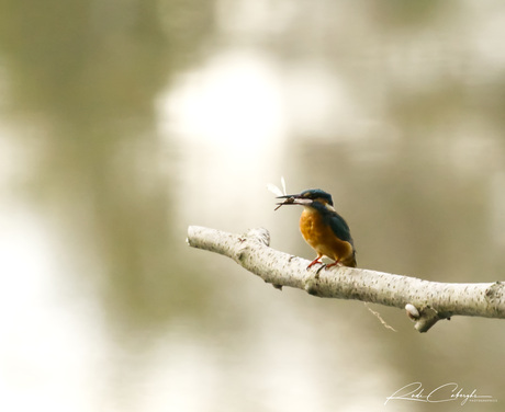 Ijsvogel