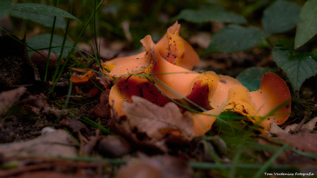Grote oranje bekerzwam