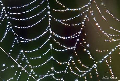 "Close up spiderweb..."