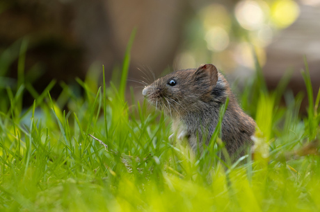 Schattig muisje