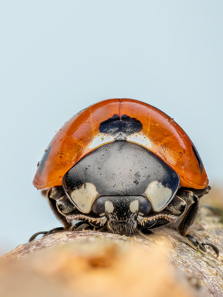7 stippelig lieveheersbeestje 