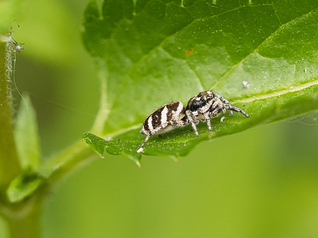 Huiszebraspin