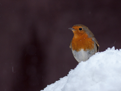 Roodborstje in een besneeuwde wereld.