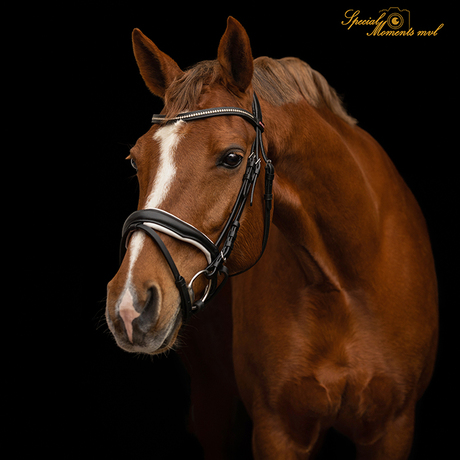 Portret van paard