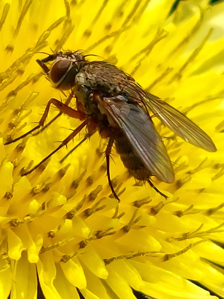 Siphona