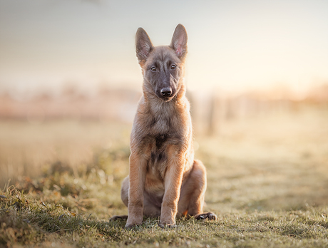 puppy sunset