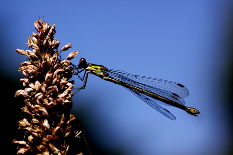 Libellen 1