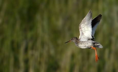 Tureluur in de vlucht.