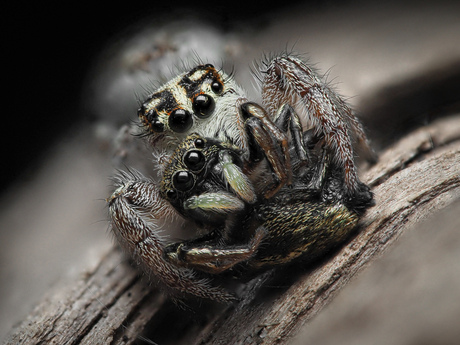 SpiderSnack