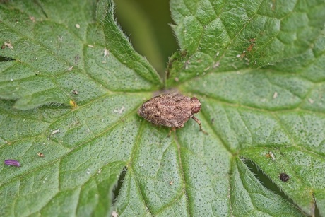 Klimopkevercicade