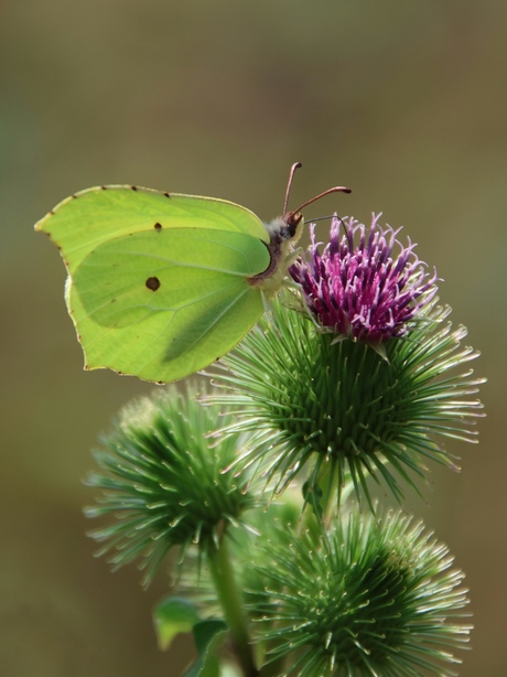 Citroenvlinder 