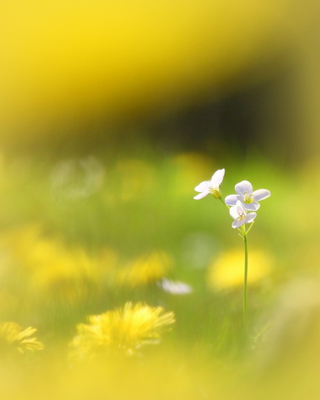 Tussen de paardenbloemen