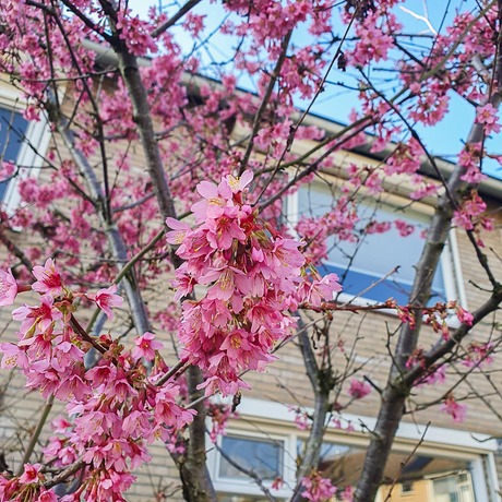 Prunus Campanulata-1