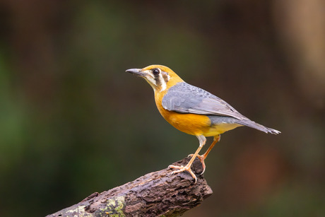 Damalijster (Cyanota)