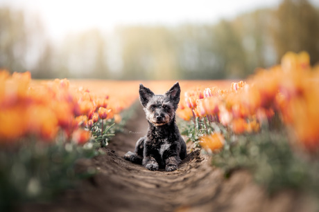 Magare in de tulpen