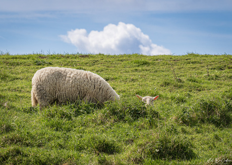Schaap 