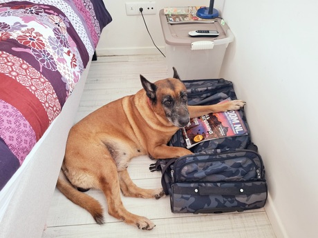 Vinnie is de "zoom" aan het lezen