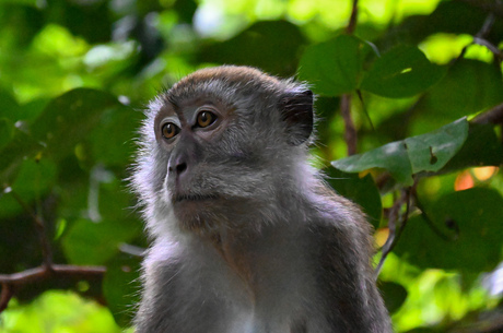 Bukit Lawang