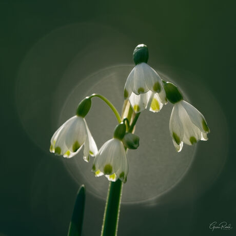 Snowdrop in Spring
