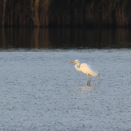 De Witte Schaduw Aan Het Water