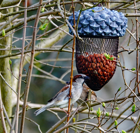 Huismus