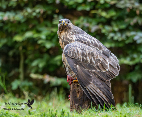 De buizerd.