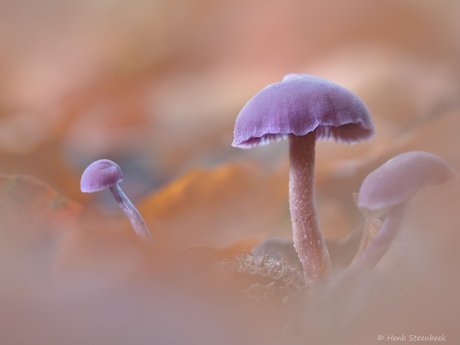 Amethistzwammetjes tussen de bladeren