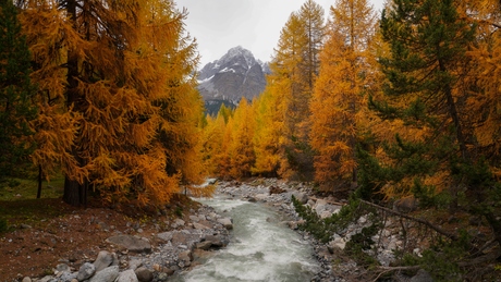 herfstkleuren