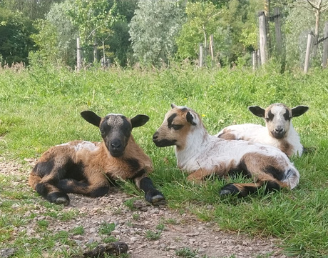 Lammetjes 