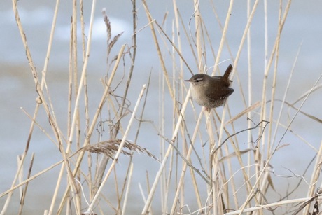 Winterkoning zoekt het hogerop