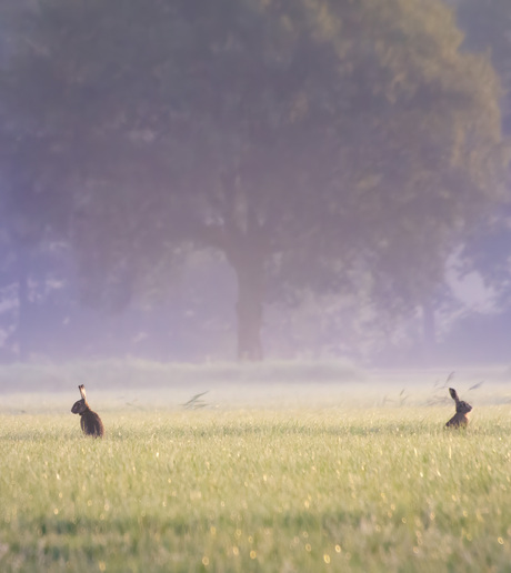 Elkaar de rug toekeren